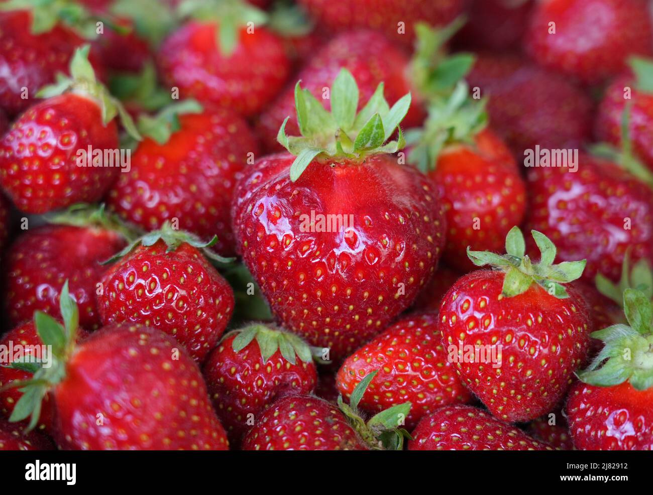 12. Mai 2022, Brandenburg, Bensdorf/OT Herrenhölzer: Frisch gepflückte Erdbeeren der Sorte Magnum liegen zum offiziellen Start der brandenburgischen Erdbeersaison im Hofladen des Familienbauernhofs gut Herrenhölzer in einem Korb. Auf dem Weingut werden Erdbeeren auf 16 Hektar in Folienzelten und auf offenem Boden angebaut und können bis Ende Juli geerntet werden. Hummeln werden seit etwa vier Jahren zur Bestäubung der Pflanzen eingesetzt, was zu einem höheren Ertrag führt. Der Einsatz von Folienzelten bringt eine frühere Erntezeit mit sich und reduziert zudem den Wasserverbrauch und die Notwendigkeit, weniger Pestizide zu verwenden. Foto: Stockfoto