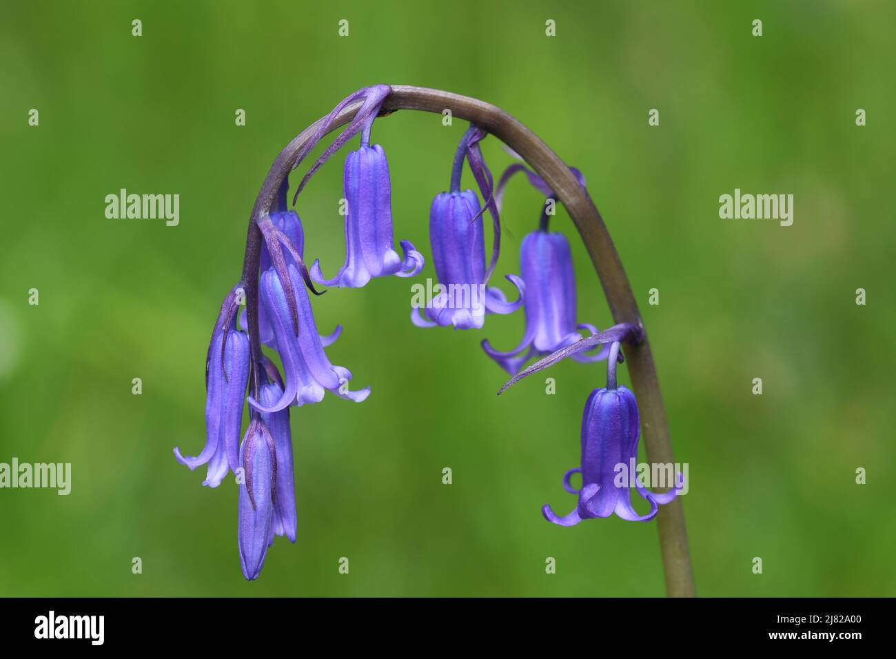 Makrobild eines Bluebells, das im Luxulyan Valley Cornwall wächst Stockfoto