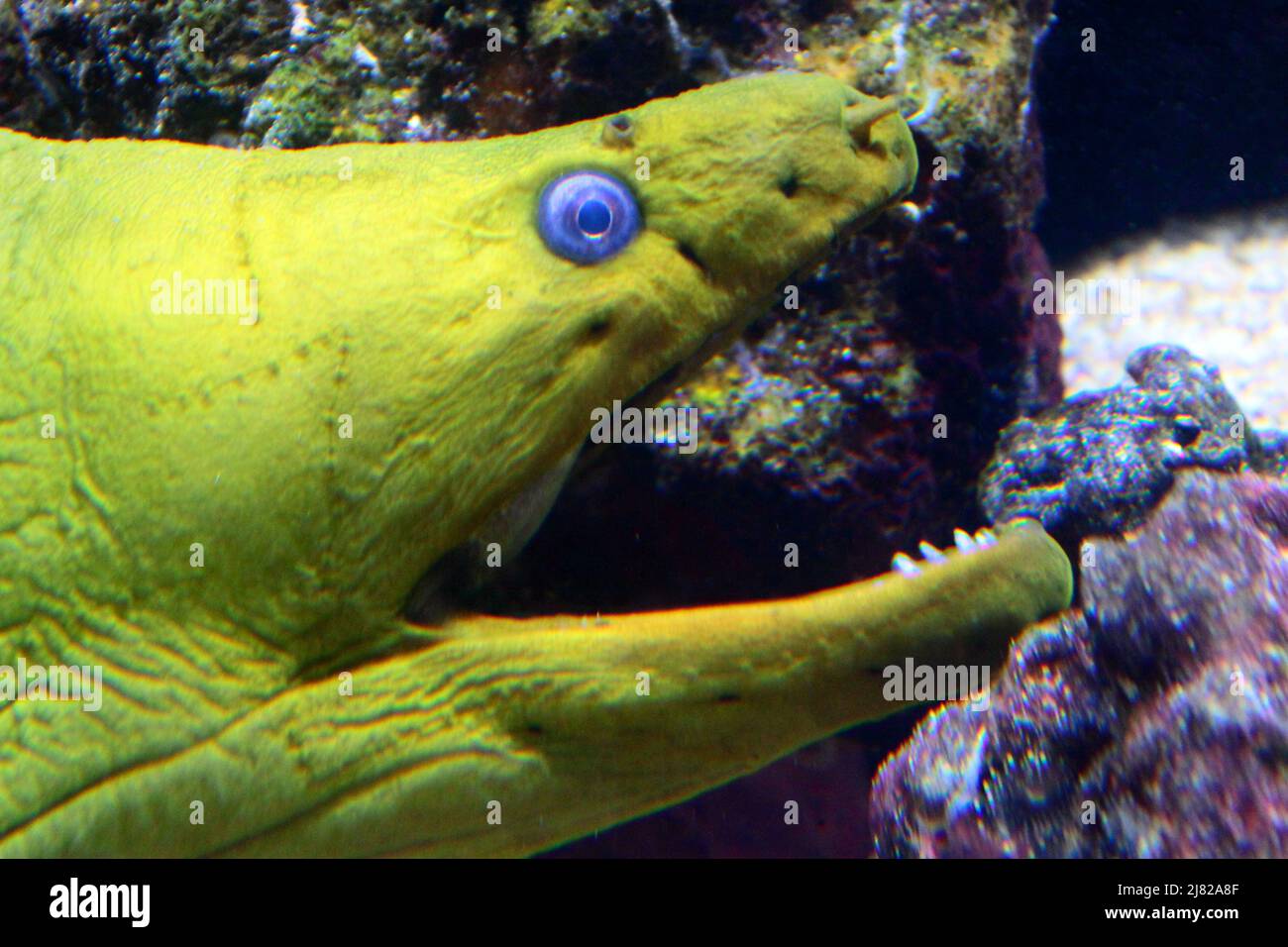 Murène aux yeux bleus de Guadeloupe, Aquarium de la Guadeloupe Stockfoto