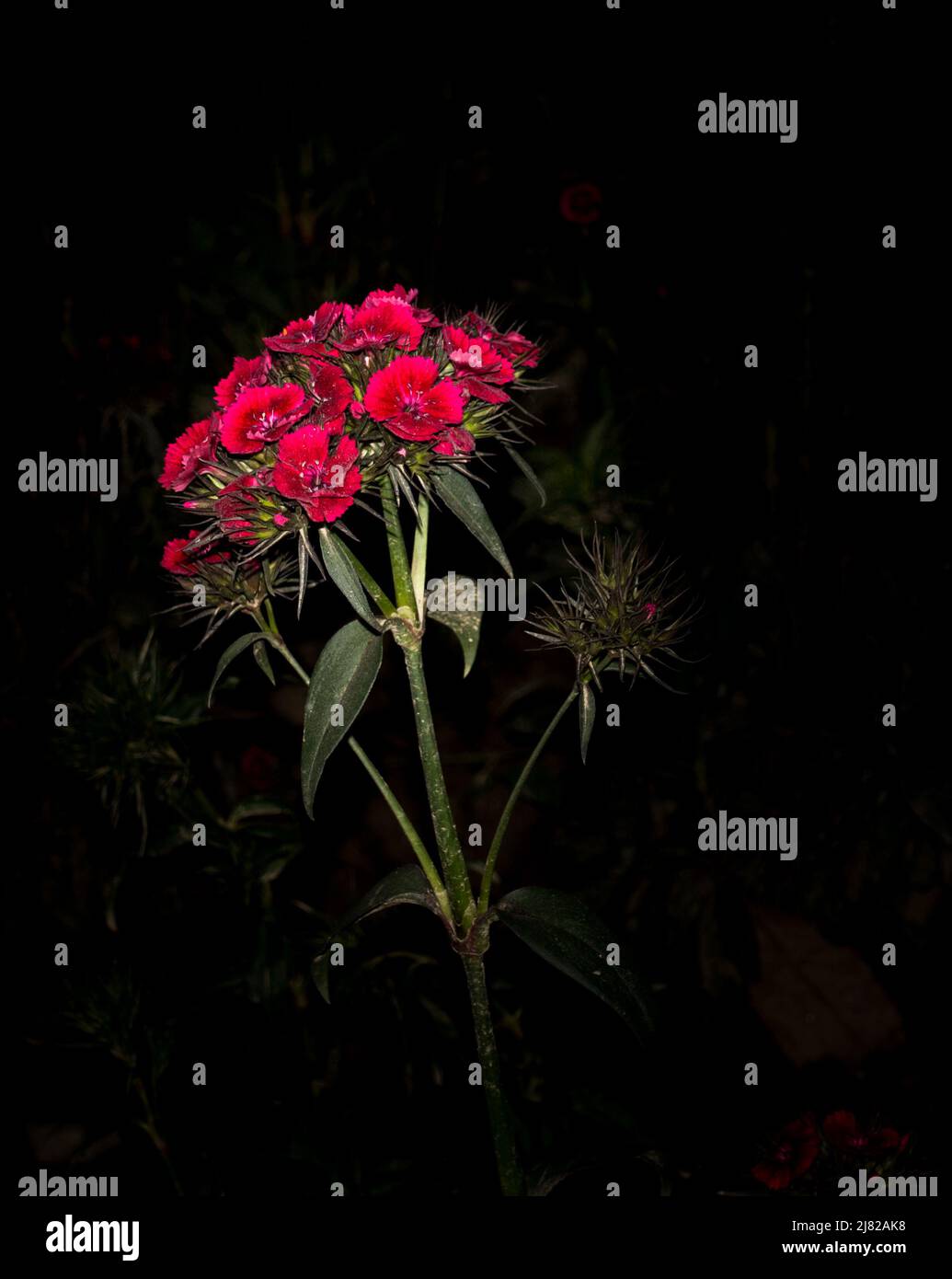 Schöne blühende süße william Blume in der Nacht mit schwarzer Umgebung. Dianthus barbatus Blätter, Blüten und Stiel. Stockfoto