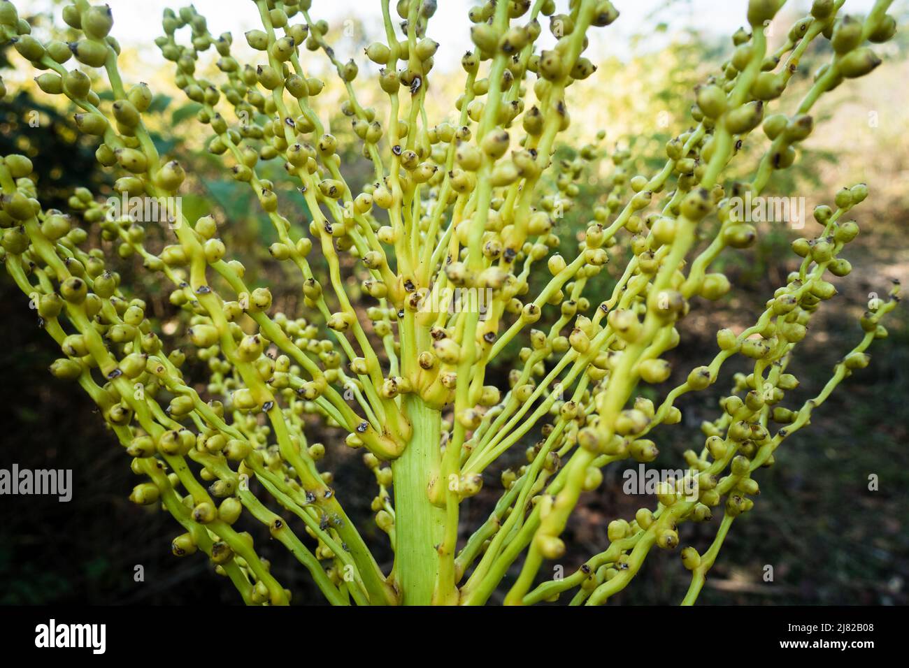 Eine Nahaufnahme der weiblichen Gruppe von Blütenstand Dattelpalme. Samen und Stamm der Dattelpalme in Indien. Stockfoto