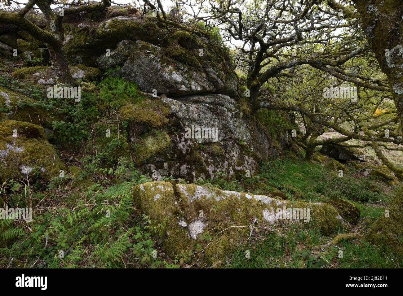 Der Granitausbiss von Corner Quoit auf Bodmin Moor Cornwall Stockfoto