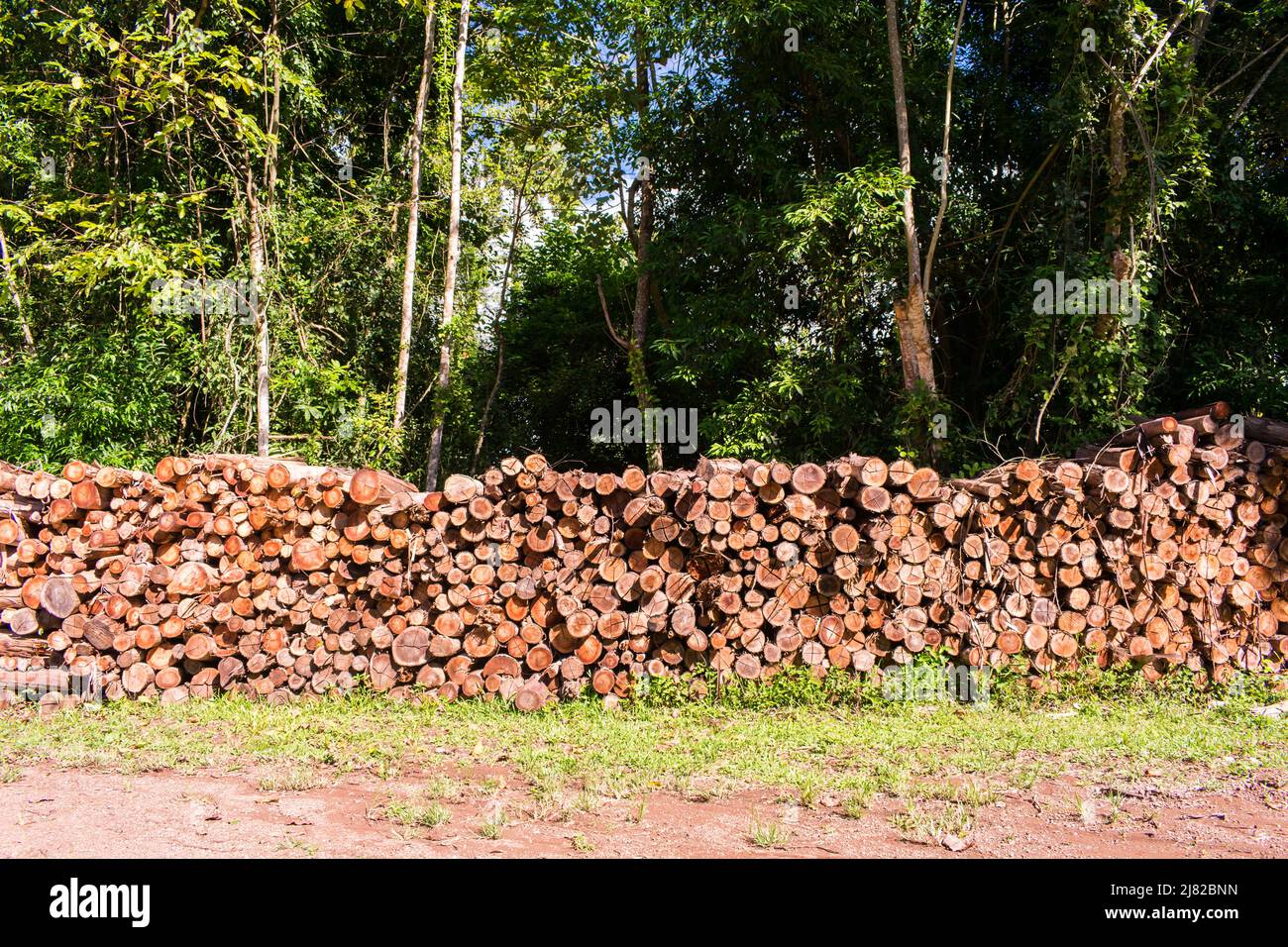 Holzstapel in der Landschaft von Tres Coroas, Rio Grande do Sul - Brasilien Stockfoto