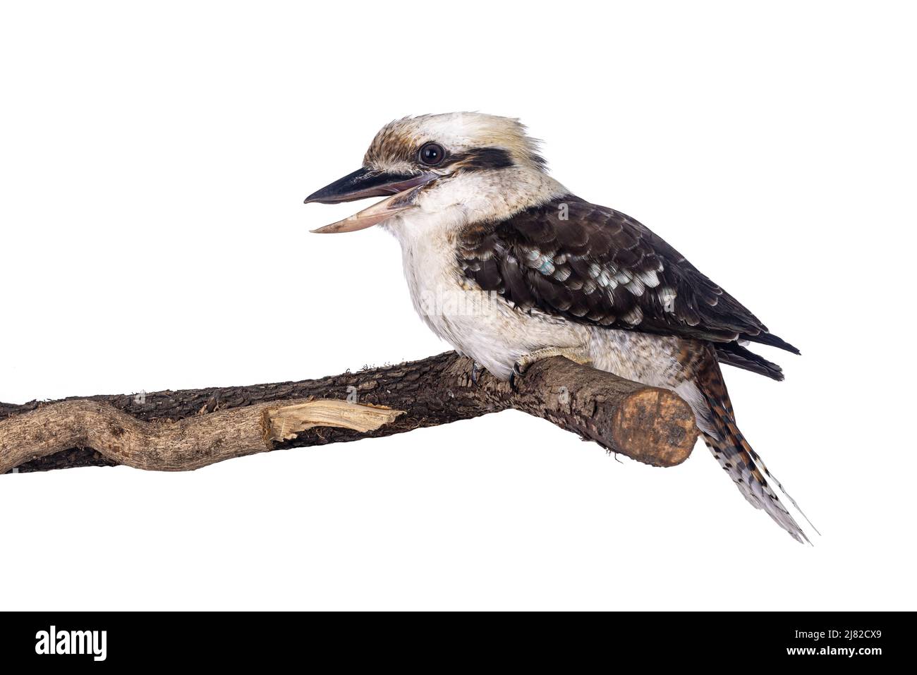 Erwachsener männlicher Kookaburra alias Dacelo novaeguineae Vogel, sitzend Seitenwege auf Holzzweig. Isoliert auf weißem Hintergrund. Schnabel offen, lachend. Stockfoto