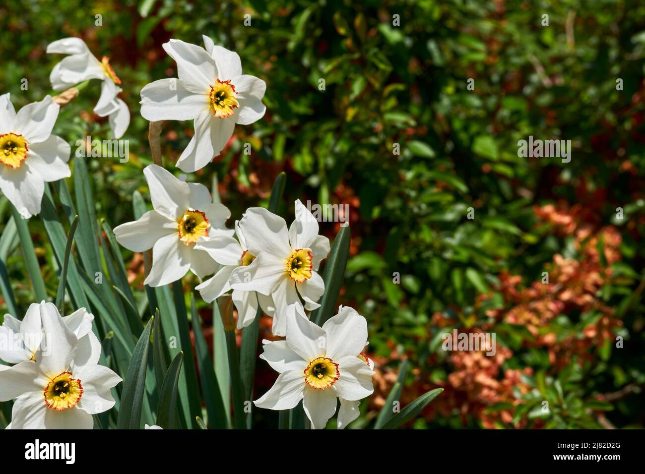 Charmante Sammlung von weißen zarten Mai-Narzissen auf einem grünen Frühlingsrasen Stockfoto