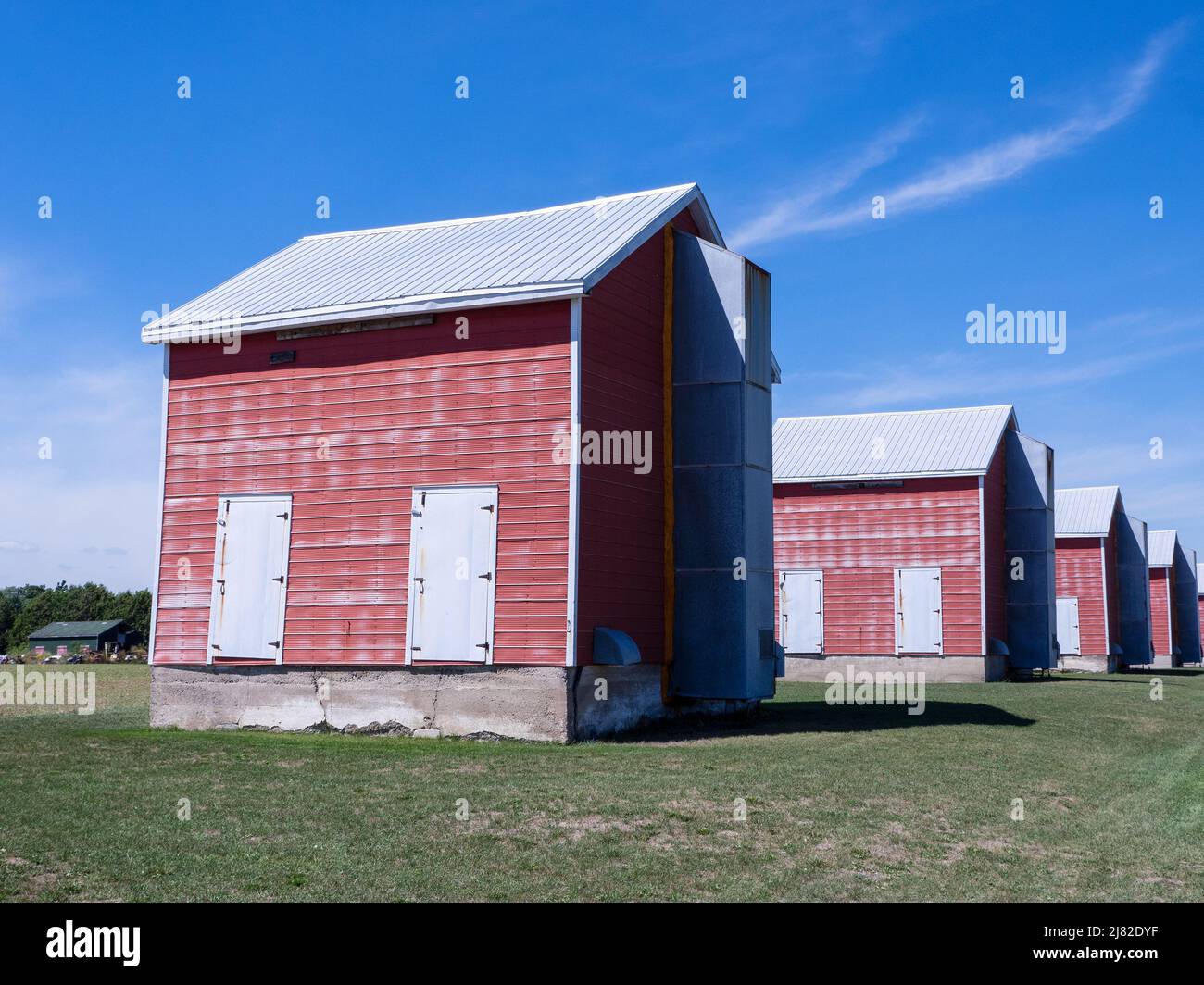 Tabakfarm-Schuppen im Tabakgürtel in Norfolk County Ontario Kanada Trockenhütten, Tabakbarsche in Delhi, Ontario, Kanada Stockfoto