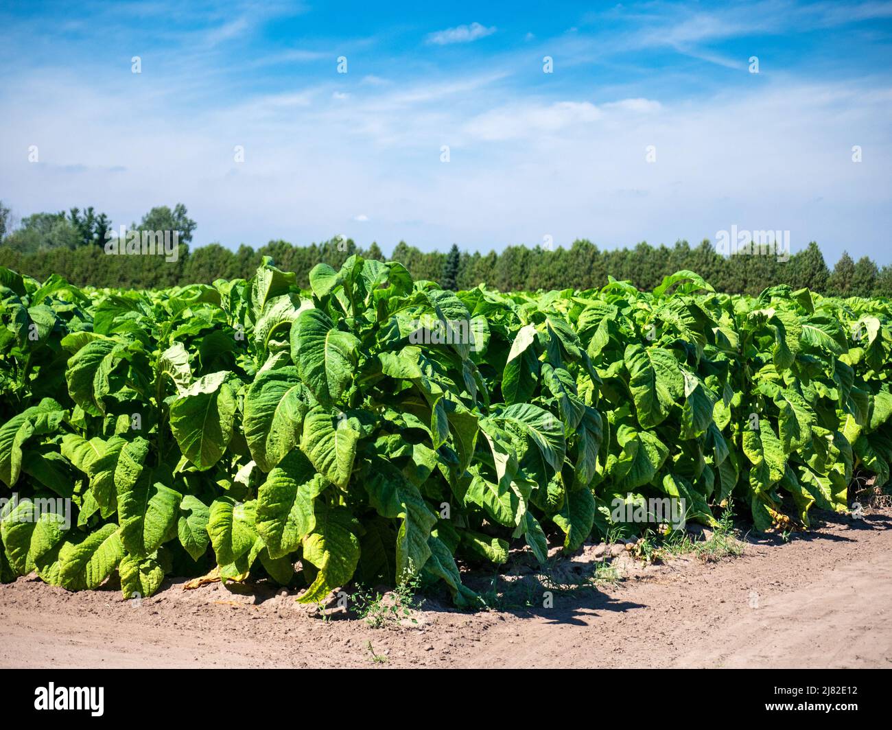 Tabakpflanzenfeld (Nicotiana tabacum), wächst auf Einer Farm in Delhi, Ontario, Kanada der Tabakgürtel von Norfolk County, Ontario, Kanada Stockfoto