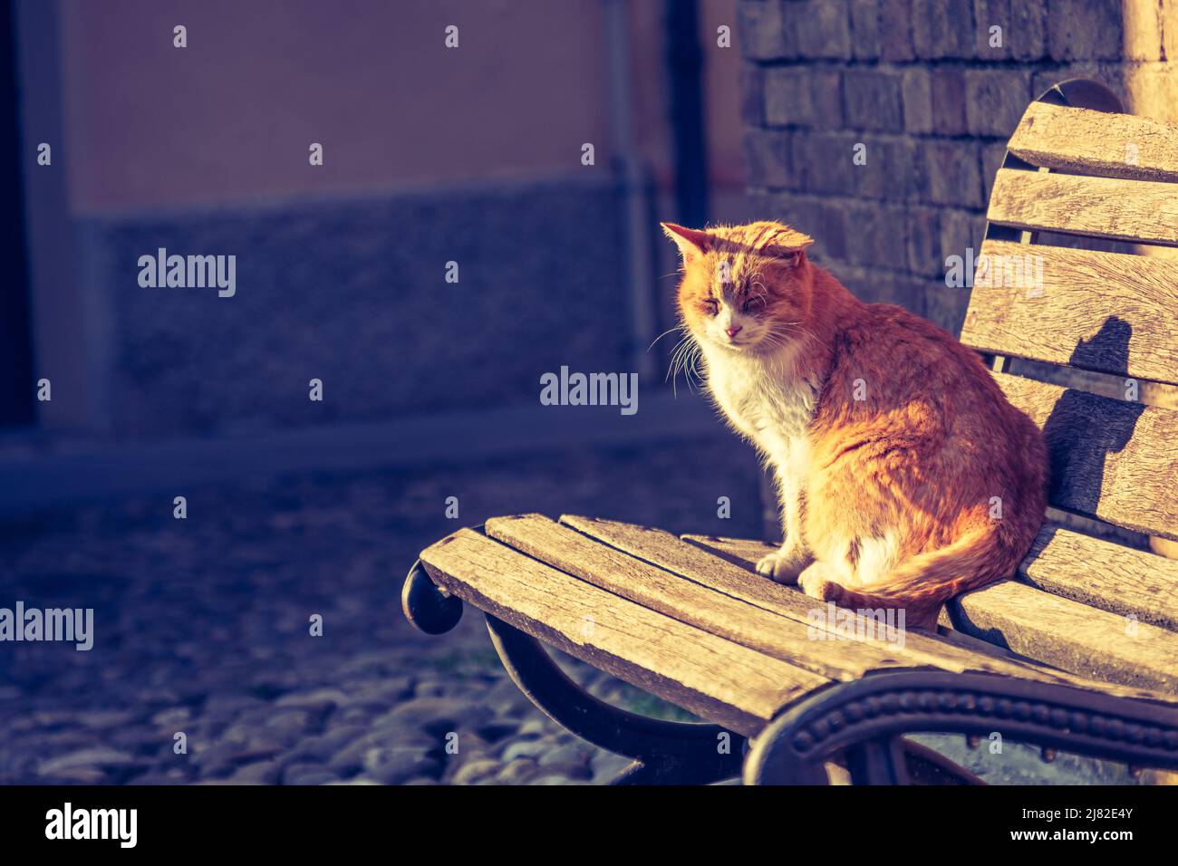 Katze auf der Bank mit orangefarbenem Sonnenuntergangslicht - Buchcover mit horizontalem Hintergrund-Copyspace Stockfoto