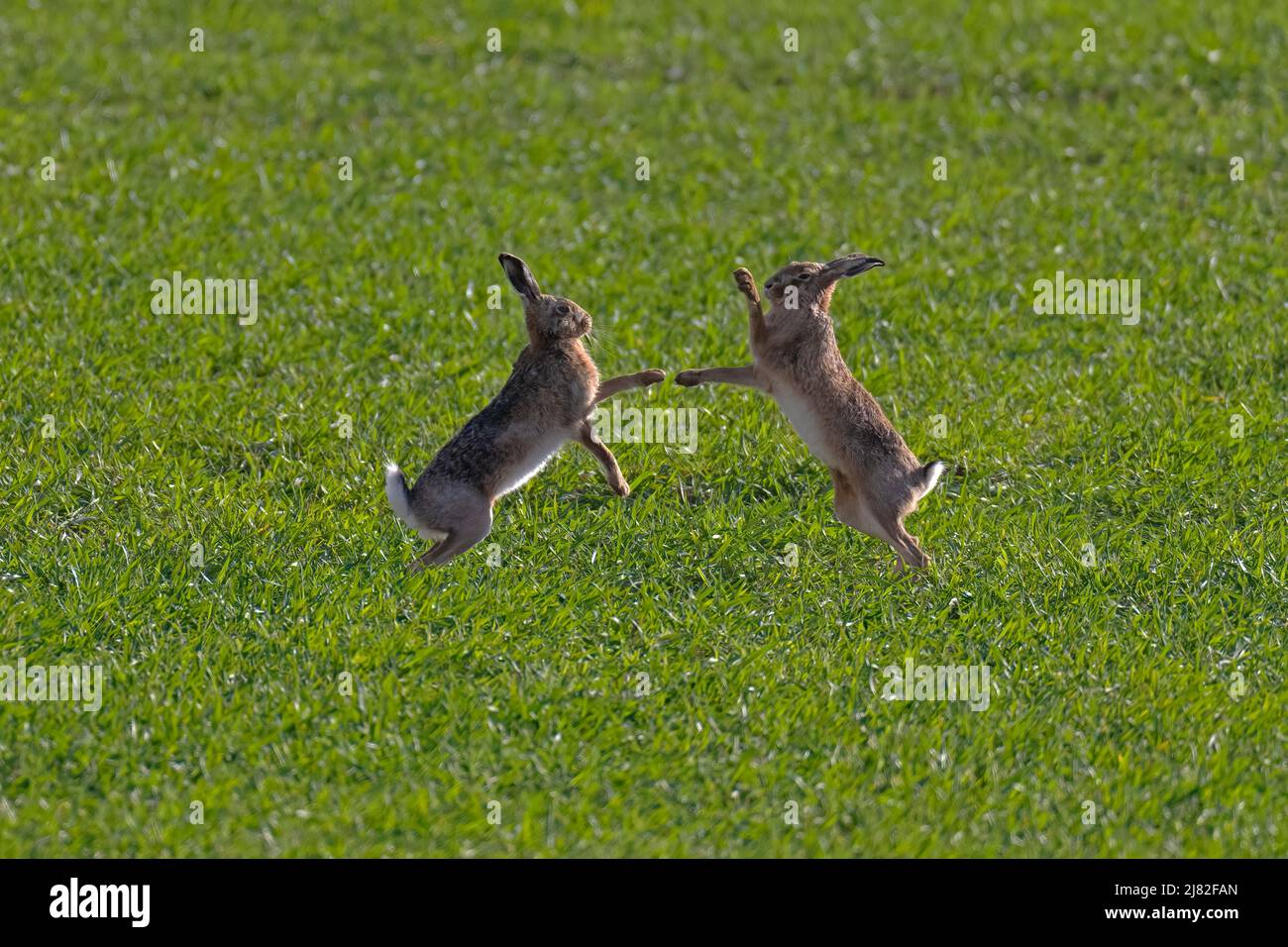 Braun Hasen - Lepus europaeus. Feder. Uk. Stockfoto