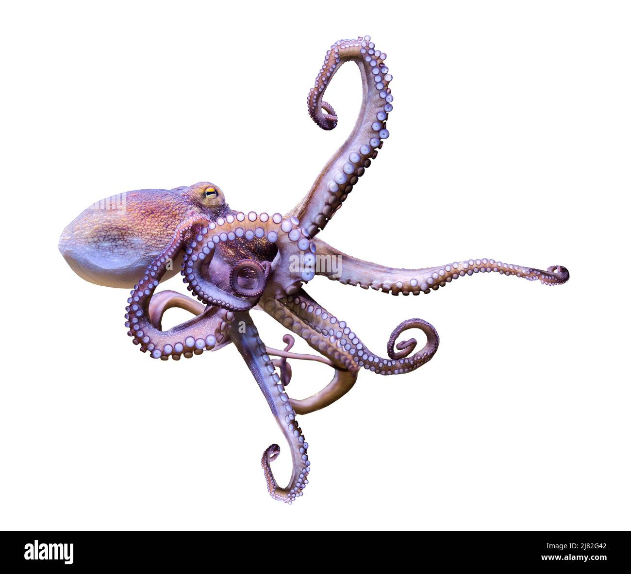 Nahaufnahme eines Common Octopus (Octopus vulgaris), isoliert auf weißem Hintergrund Stockfoto