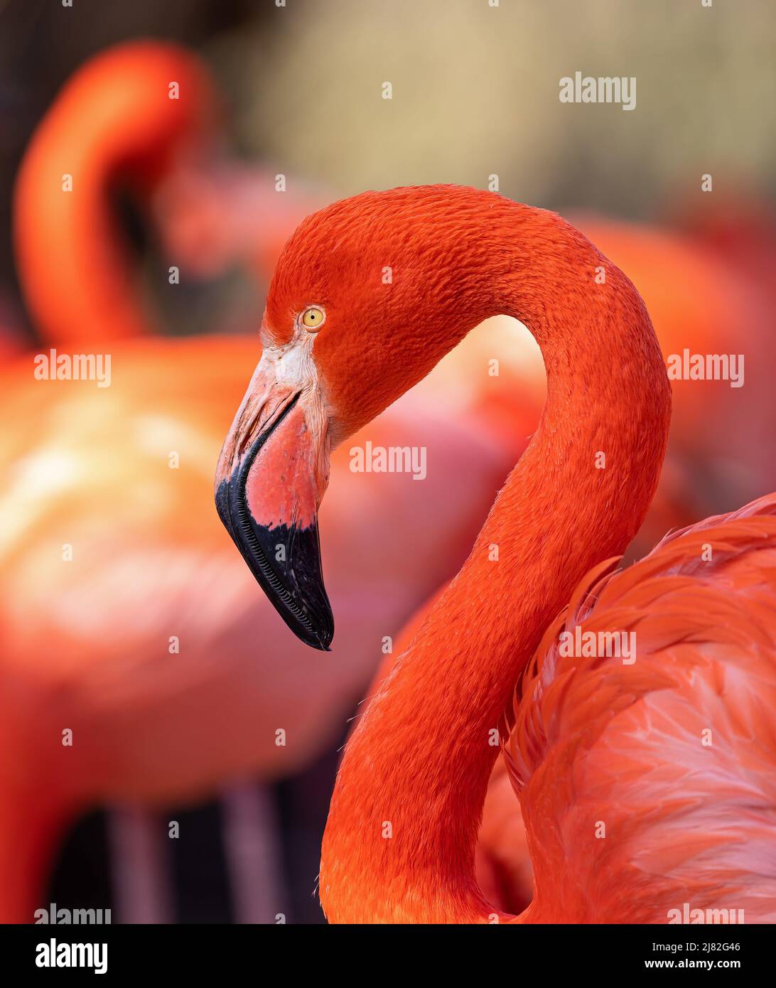 Nahaufnahme eines amerikanischen Flamingo (Phoenicopterus ruber) Stockfoto