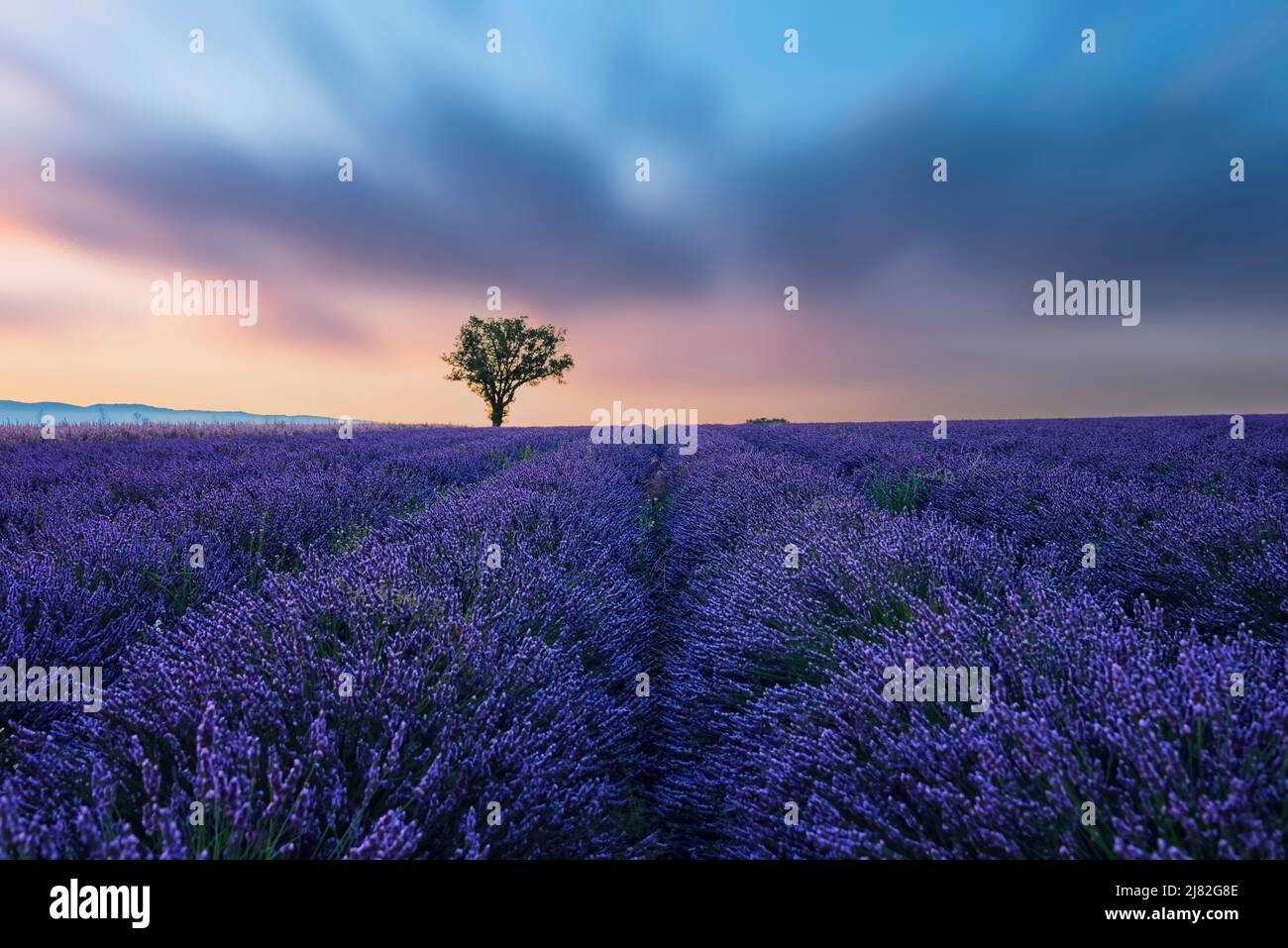 Lavendel-Feld in der Provence, Frankreich Stockfoto