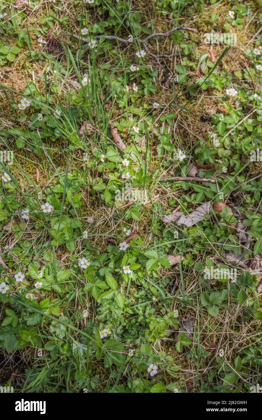 Wilde Erdbeeren, die jetzt als eine fast bedrohte Art eingestuft zu werden scheinen. Zeigen Sie hier wächst am Rande eines Waldweges. Stockfoto