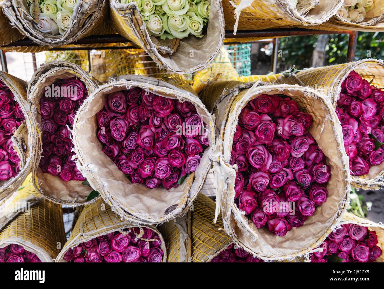 Blumensträuße von lila Rosen für die Lieferung vorbereitet Stockfoto