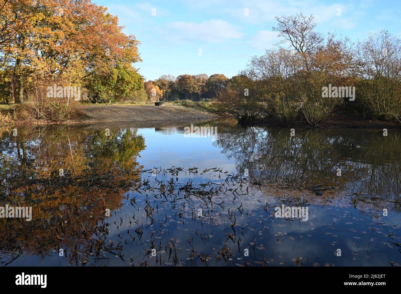 Reflections on the Pond, Seven Islands Pond, Mitcham Common Stockfoto