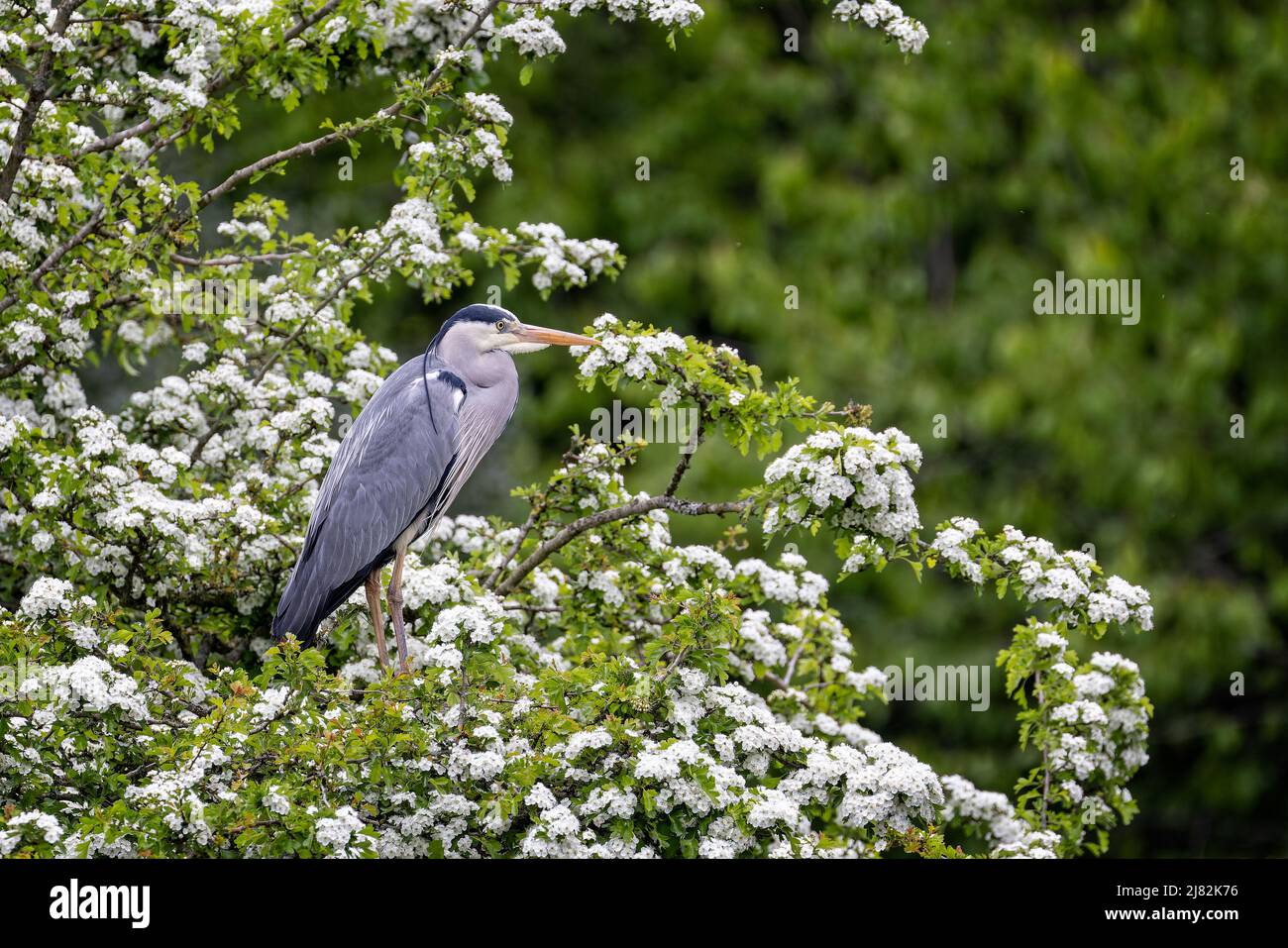 Nahaufnahme eines Graureihers, der in einem Baum voller weißer Blüten thront - Landschaftsformat Stockfoto