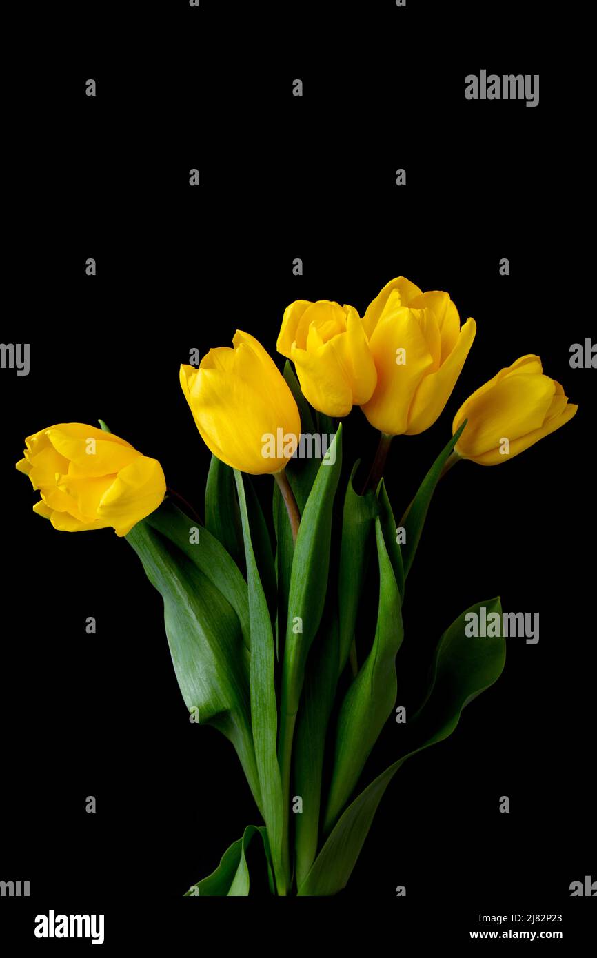 Ein schönes Bouquet aus gelben Tulpen auf schwarzem Hintergrund. Stockfoto