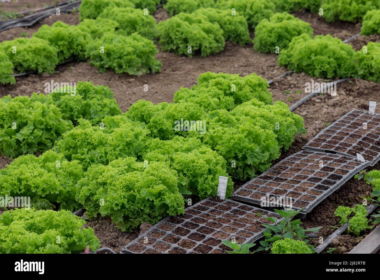 Grüne Salatkeimlinge wachsen in einer Zellschale Stockfoto