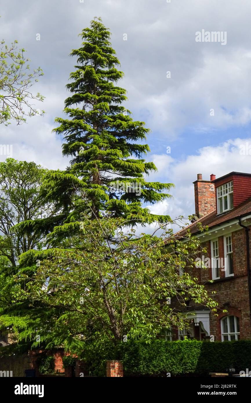 Großer immergrüner Baum, der eine Straße in Großbritannien in einem Vorort dominiert, was auf ein etabliertes Viertel hinweist. Stockfoto