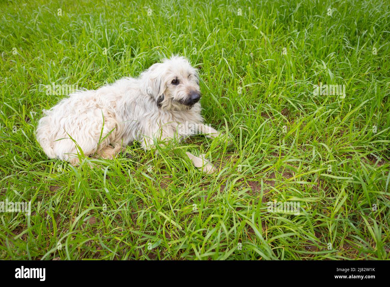 Katalanischer Schäferhund (gos d'atura Català), der auf einem Feld aus Rochengras ruht Stockfoto