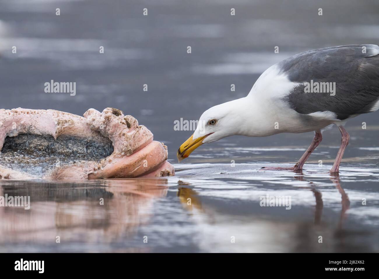 Eine Möwe (möglicherweise eine hybride Glucous-geflügelte x Western, auch bekannt als „Olympische“ Möwe) frisst am Cannon Beach in Oregon, USA, ein Stück toter Wal. Stockfoto