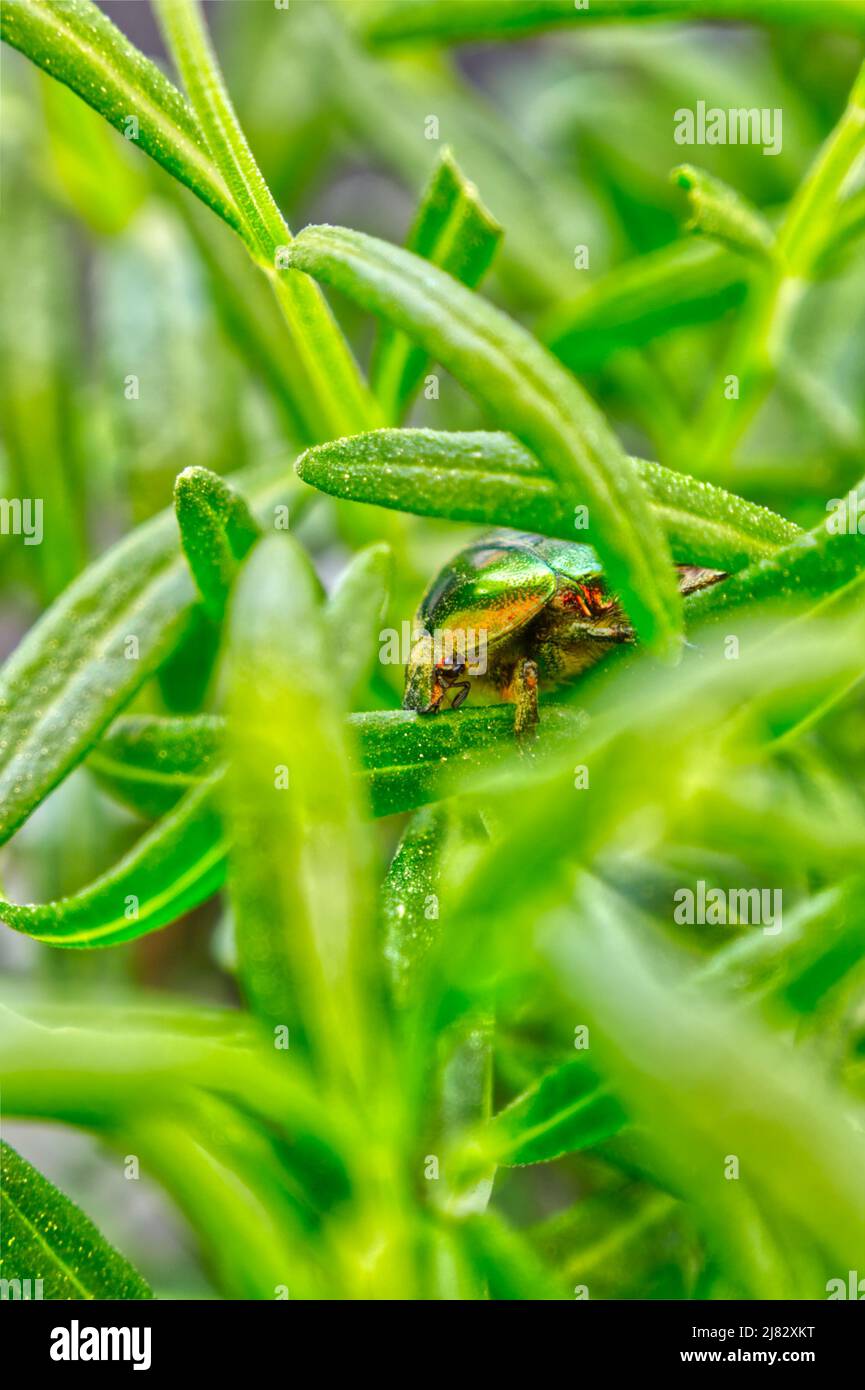 Goldener Kaulquappen-Käfer (Cetonia aurata) in grünem Gras mit Lavendelblättern Stockfoto