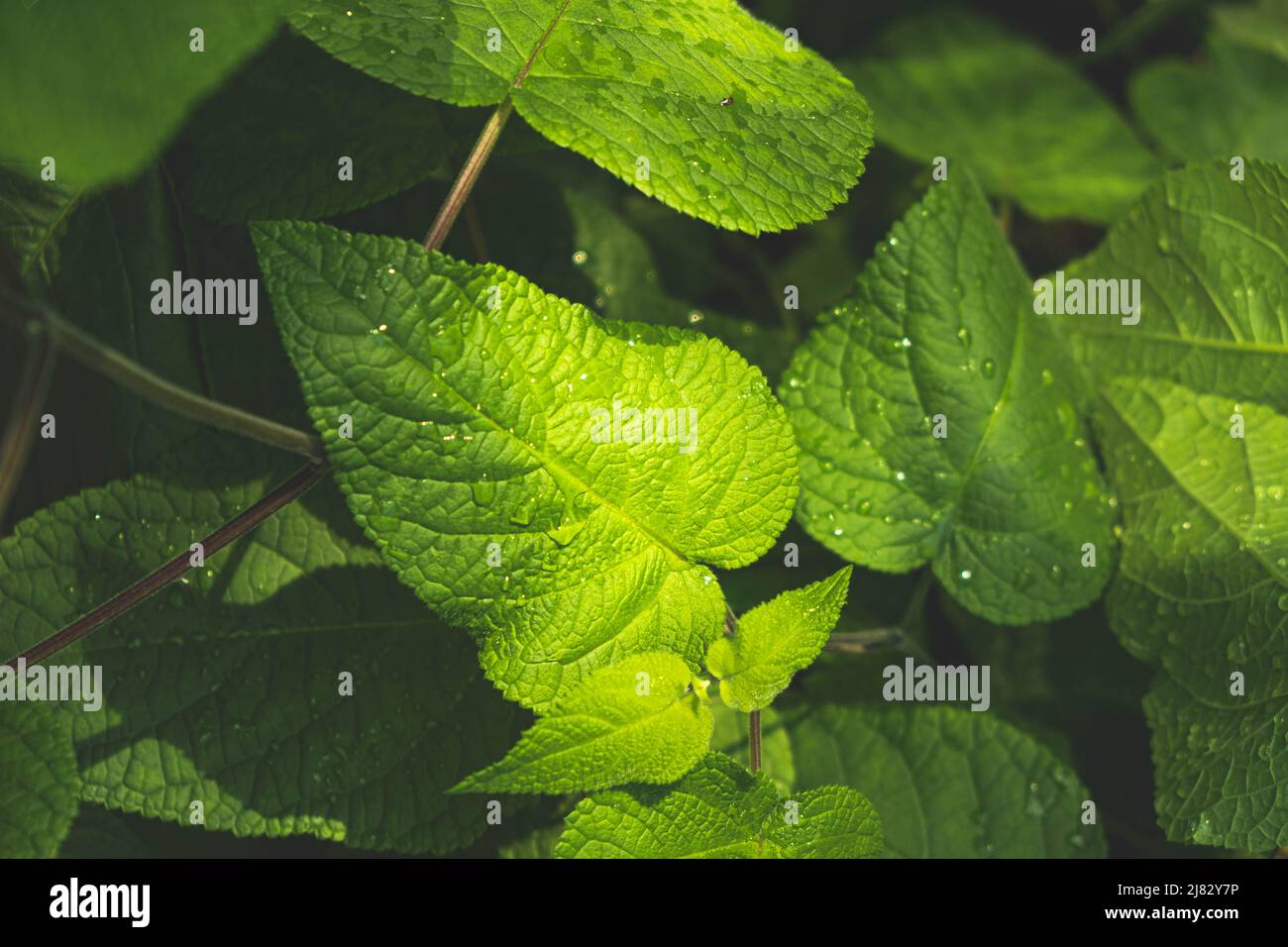 Pflanzen in Paduas botanischem Garten Stockfoto