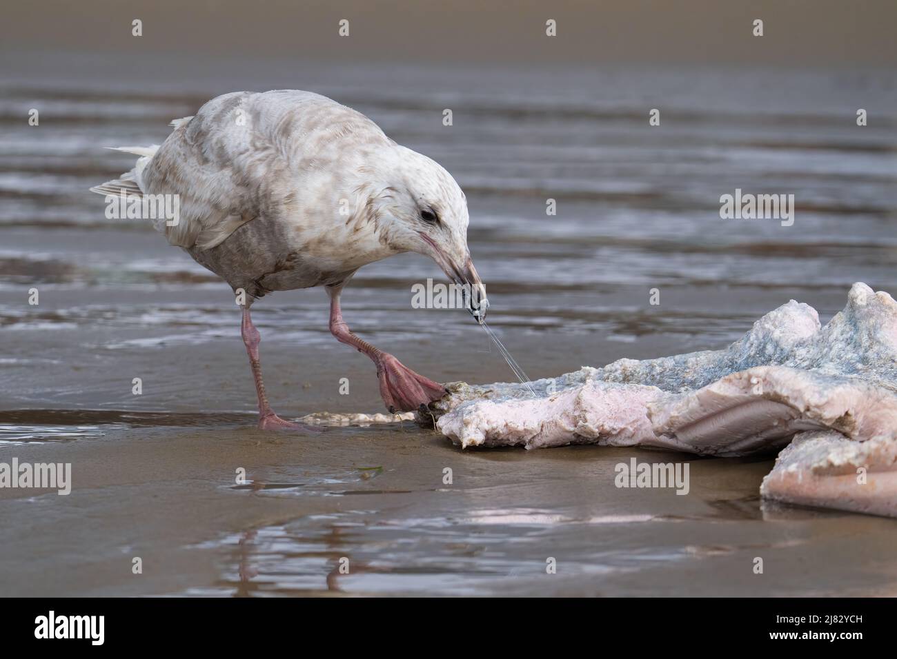 Eine Möwe (möglicherweise eine hybride Glucous-geflügelte x Western, auch bekannt als „Olympische“ Möwe) frisst am Cannon Beach in Oregon, USA, ein Stück toter Wal. Stockfoto