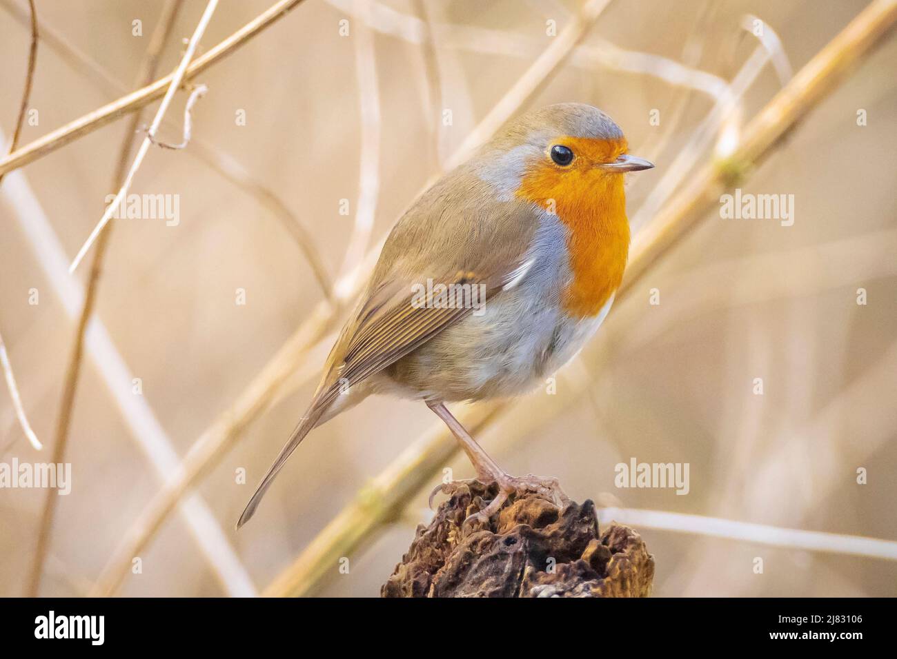 Europäischer Robin Erithacus rubecula singt in der Paarungszeit im Springreiten Sonnenlicht in Sonnenstrahlen. Stockfoto