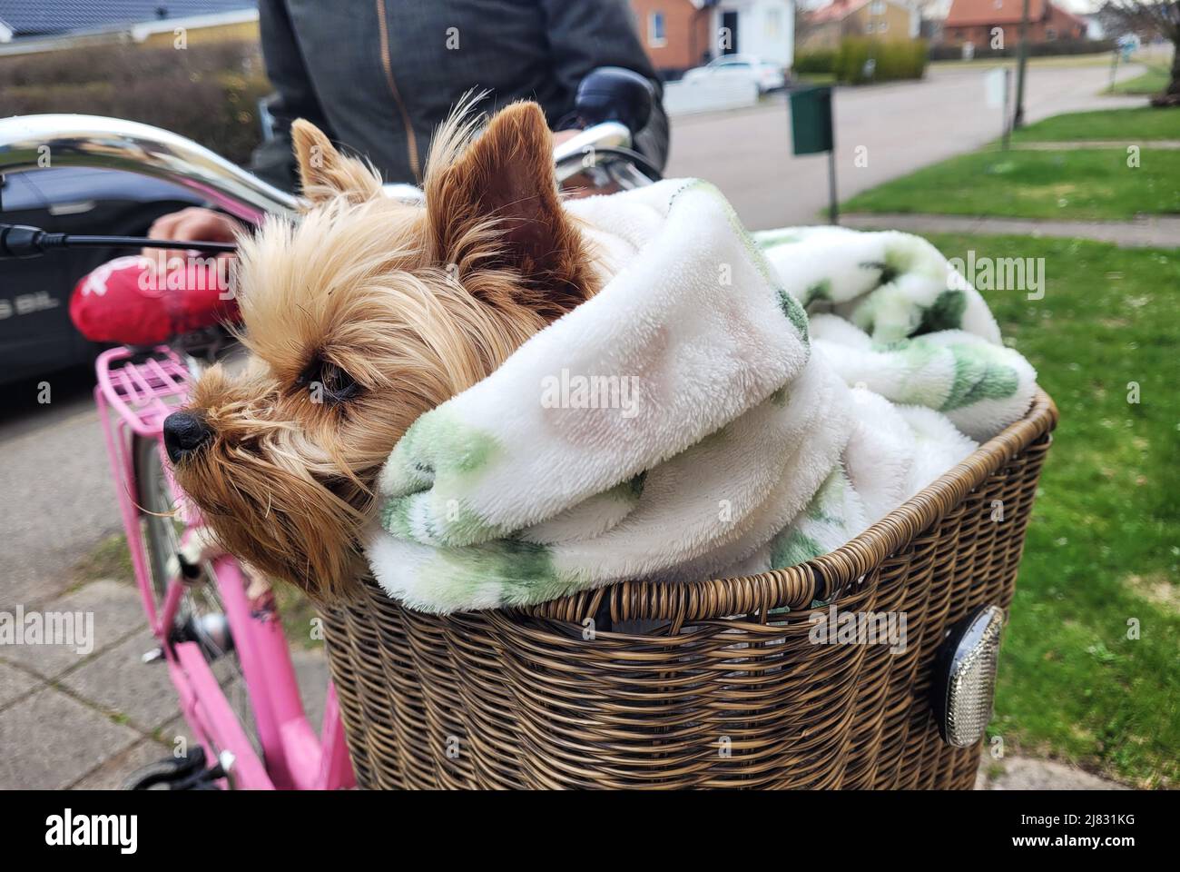 Oh, was für ein schlechtes Wetter ist es heute ... Der Hund Taffy ist vor der täglichen Radtour während des vorübergehend kalten Wetters am Samstag unter die Decke im Fahrradkorb gekrochen. Stockfoto