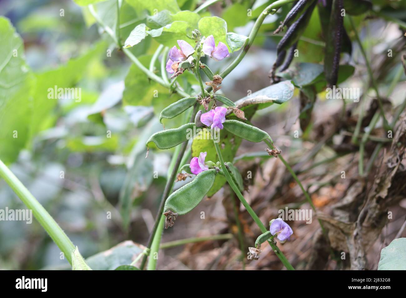 Nahaufnahme frische Lebensmittel lima Bohne Blume und grün im Garten, Hyazinthe Bohne Gemüsepflanze lima Bohne rosa Farbe Blume im Feld auf dem Hintergrund. Stockfoto