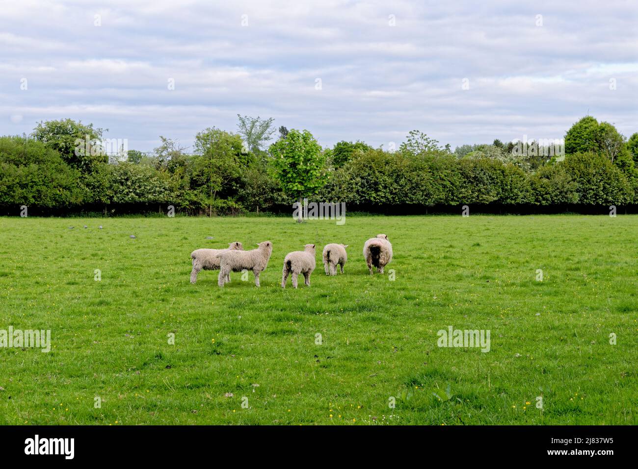 Schafe auf dem Feld - Bourton auf dem Wasser, Gloucestershire, England, Vereinigtes Königreich Stockfoto
