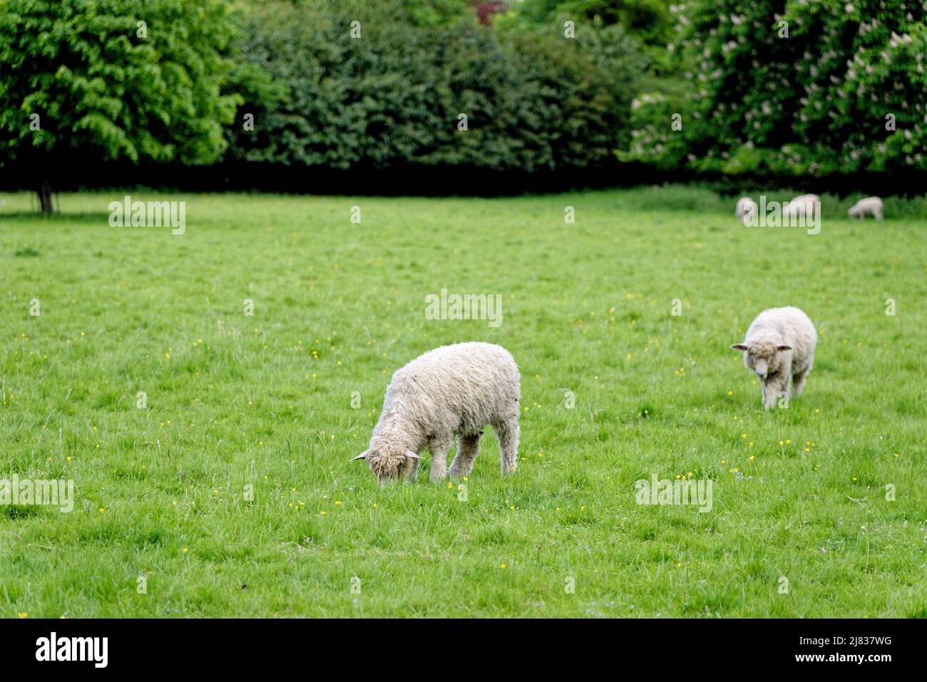 Schafe auf dem Feld - Bourton auf dem Wasser, Gloucestershire, England, Vereinigtes Königreich Stockfoto
