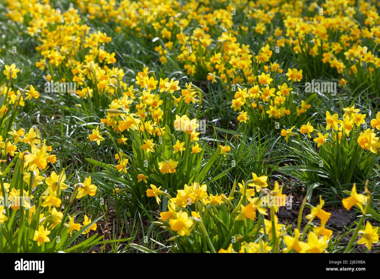 Grüne Frühlingswiese mit gelb blühenden Narzissen bedeckt. Stockfoto