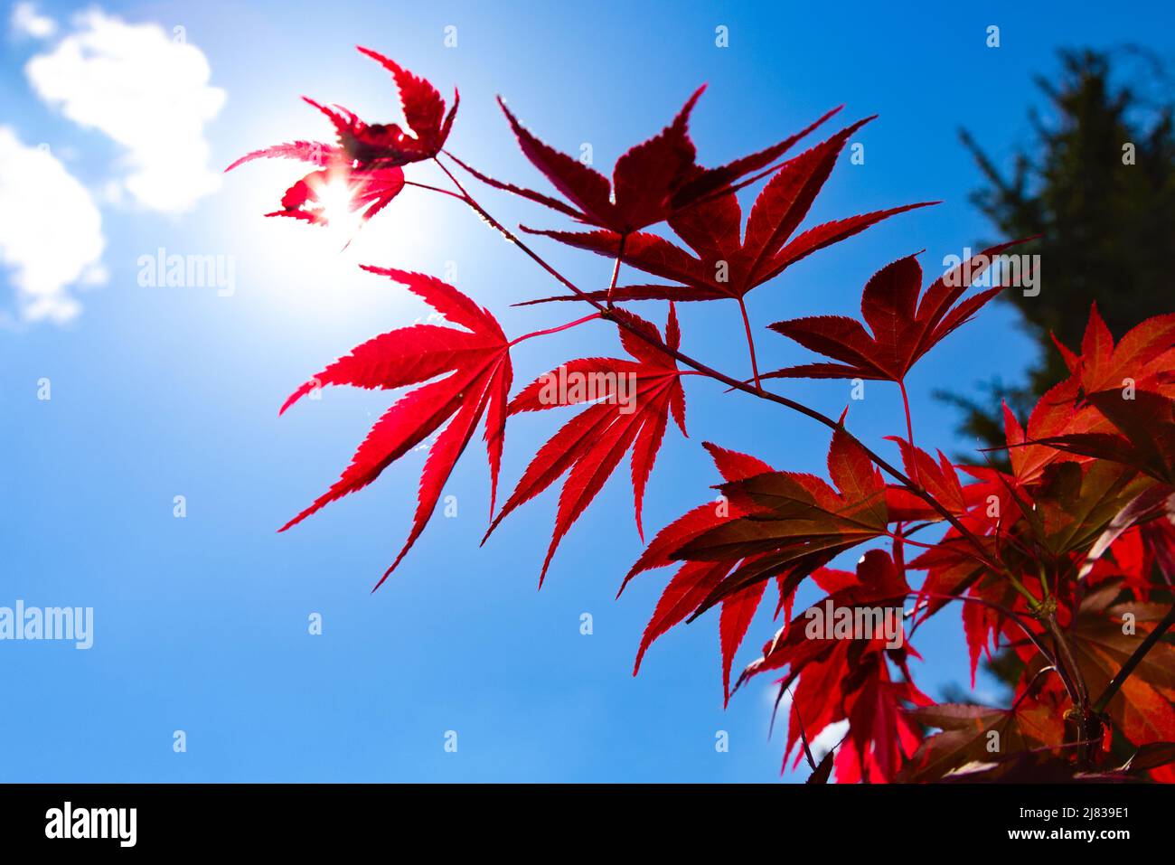 Rote Blätter von japanischem Ahornzweig (Acer palmatum), aufgenommen gegen die Sonne/den Himmel am Nachmittag. Stockfoto