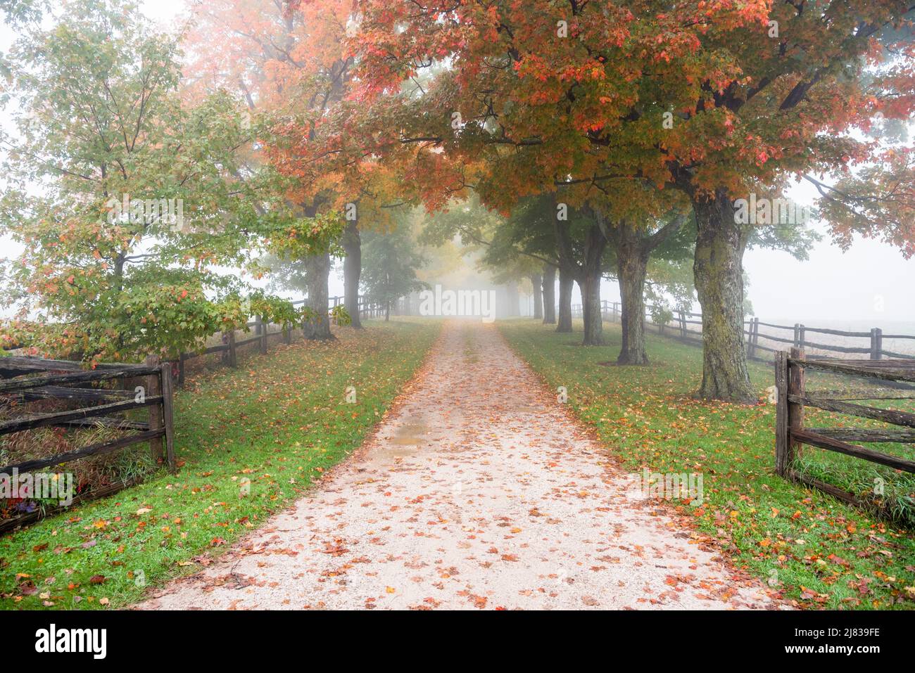Schmale, von Bäumen gesäumte Landstraße, die an einem kalten Herbstmorgen von Nebel umhüllt ist. Herbstfarben. Stockfoto