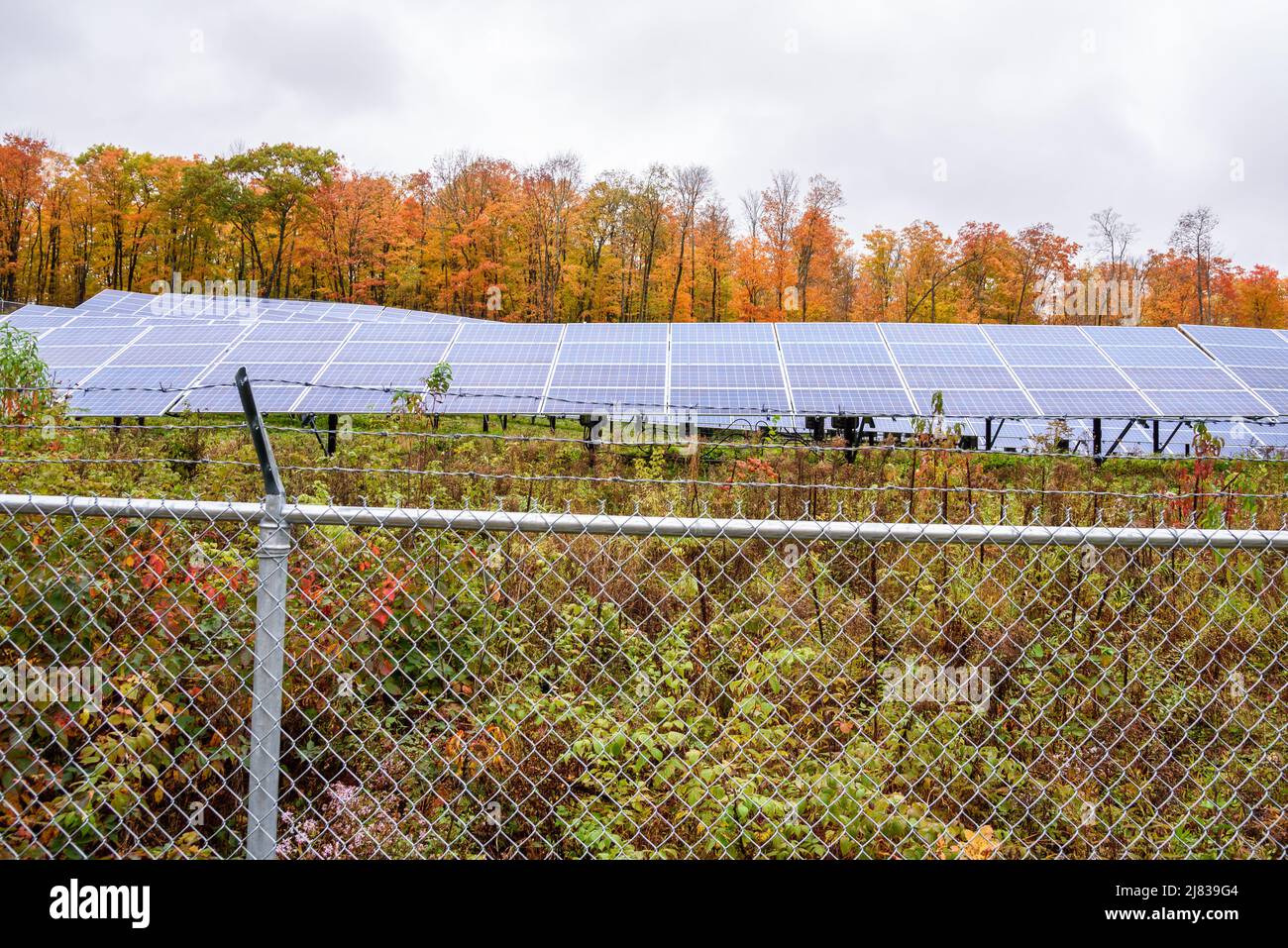 Eingezäuntes Sonnenkraftwerk am Hang mit bunten Herbstbäumen im Hintergrund an einem bewölkten Tag Stockfoto