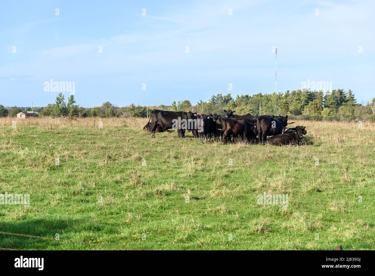 Schwarze Kühe an einem sonnigen Herbsttag auf die Weide Stockfoto