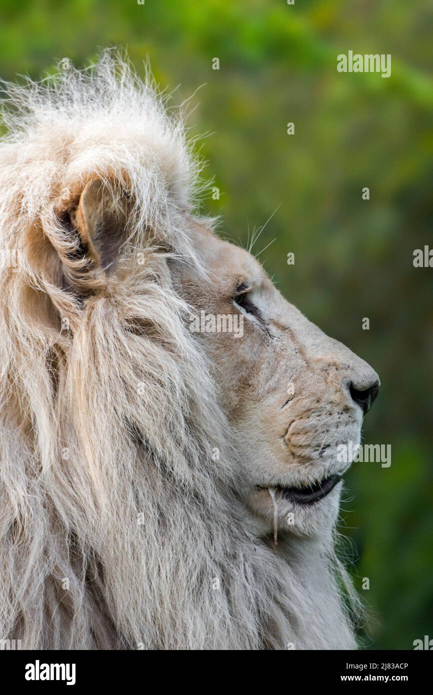 Männliche leucistic weiße Löwe (Panthera leo krugeri) selten Morph mit einer genetischen Zustand leucism genannt, die von einem doppelten rezessive Allel verursacht wird Stockfoto