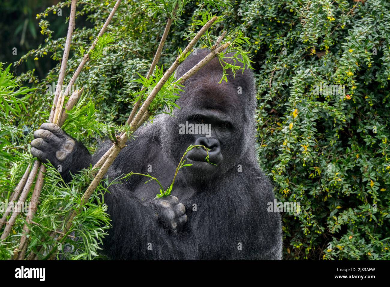 Westlicher Flachlandgorilla (Gorilla Gorilla Gorilla) männlicher Silberrücken im Wald Stockfoto