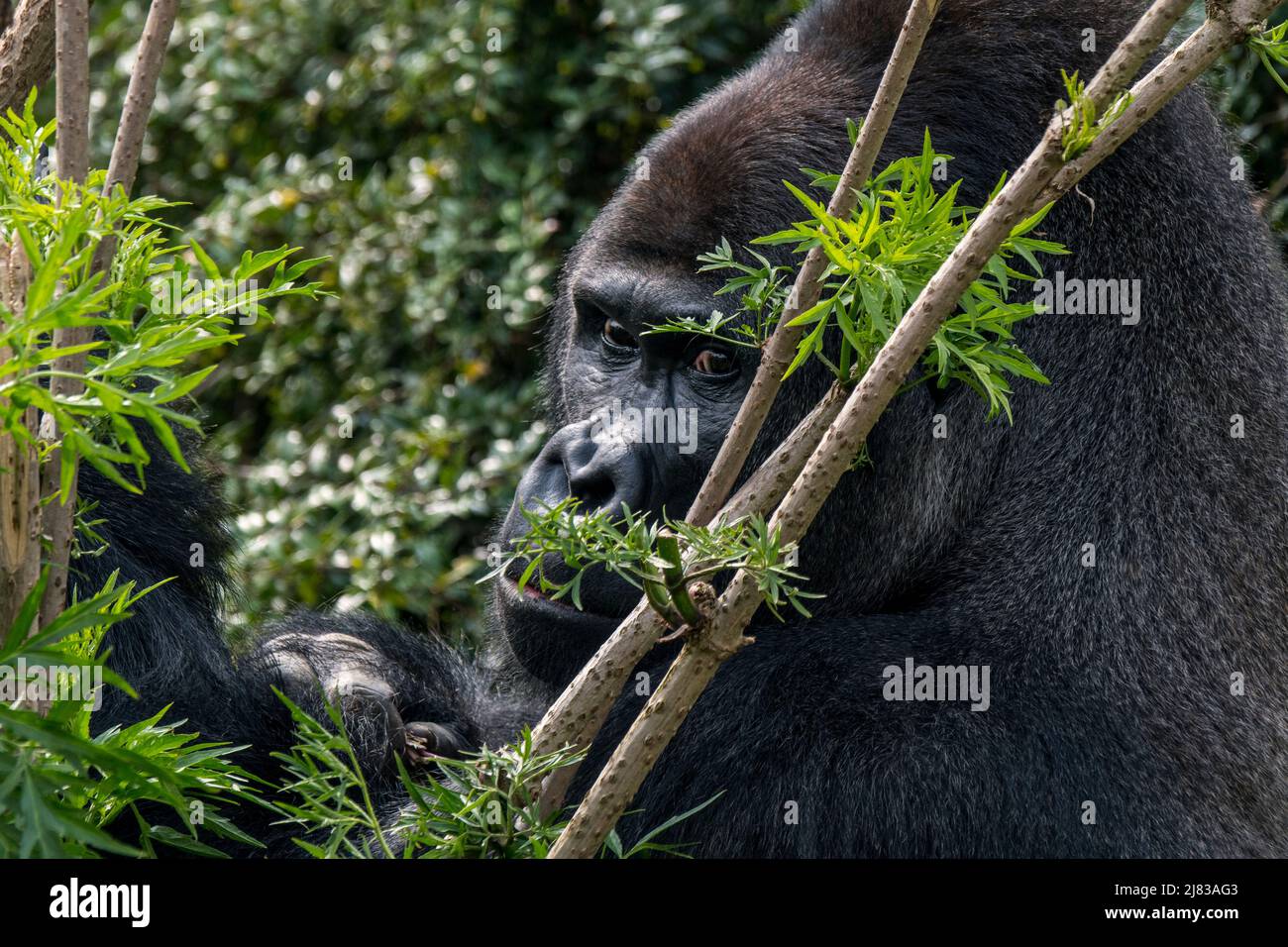 Westlicher Flachlandgorilla (Gorilla Gorilla Gorilla) männlicher Silberrücken im Wald Stockfoto