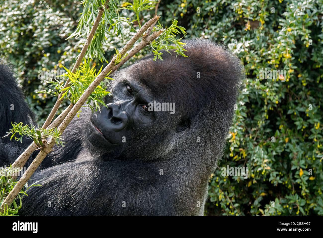 Westlicher Flachlandgorilla (Gorilla Gorilla Gorilla) männlicher Silberrücken im Wald Stockfoto