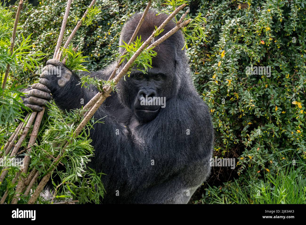 Westlicher Flachlandgorilla (Gorilla Gorilla Gorilla) männlicher Silberrücken im Wald Stockfoto