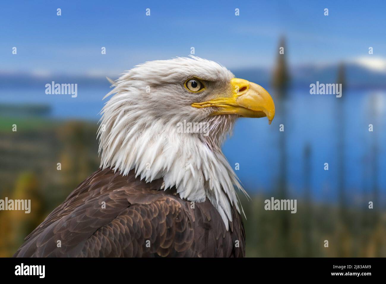 Weißkopfseeadler (Haliaeetus leucocephalus) Weibchen, Greifvögel aus Nordamerika Stockfoto