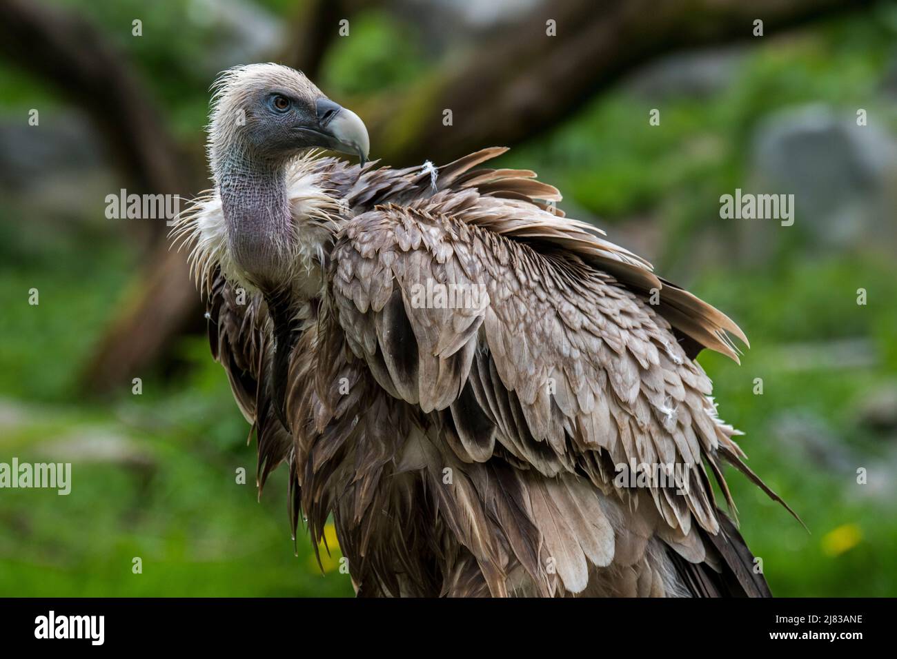 Greifgeier / Eurasischer Gänsegeier (Gyps fulvus) Schnitzelvögel aus Südeuropa, Nordafrika und Asien Stockfoto