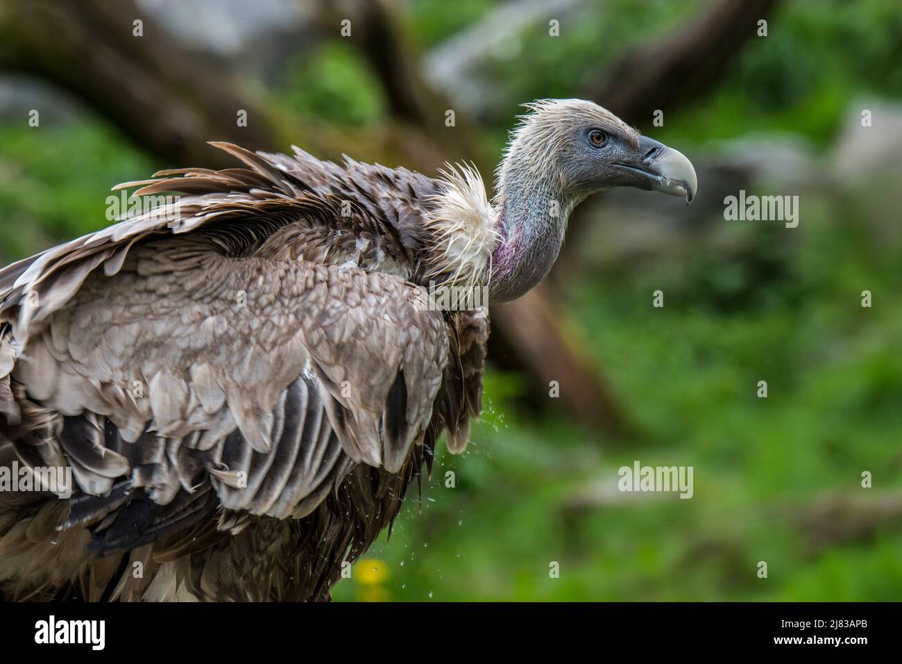 Greifgeier / Eurasischer Gänsegeier (Gyps fulvus) Schnitzelvögel aus Südeuropa, Nordafrika und Asien Stockfoto