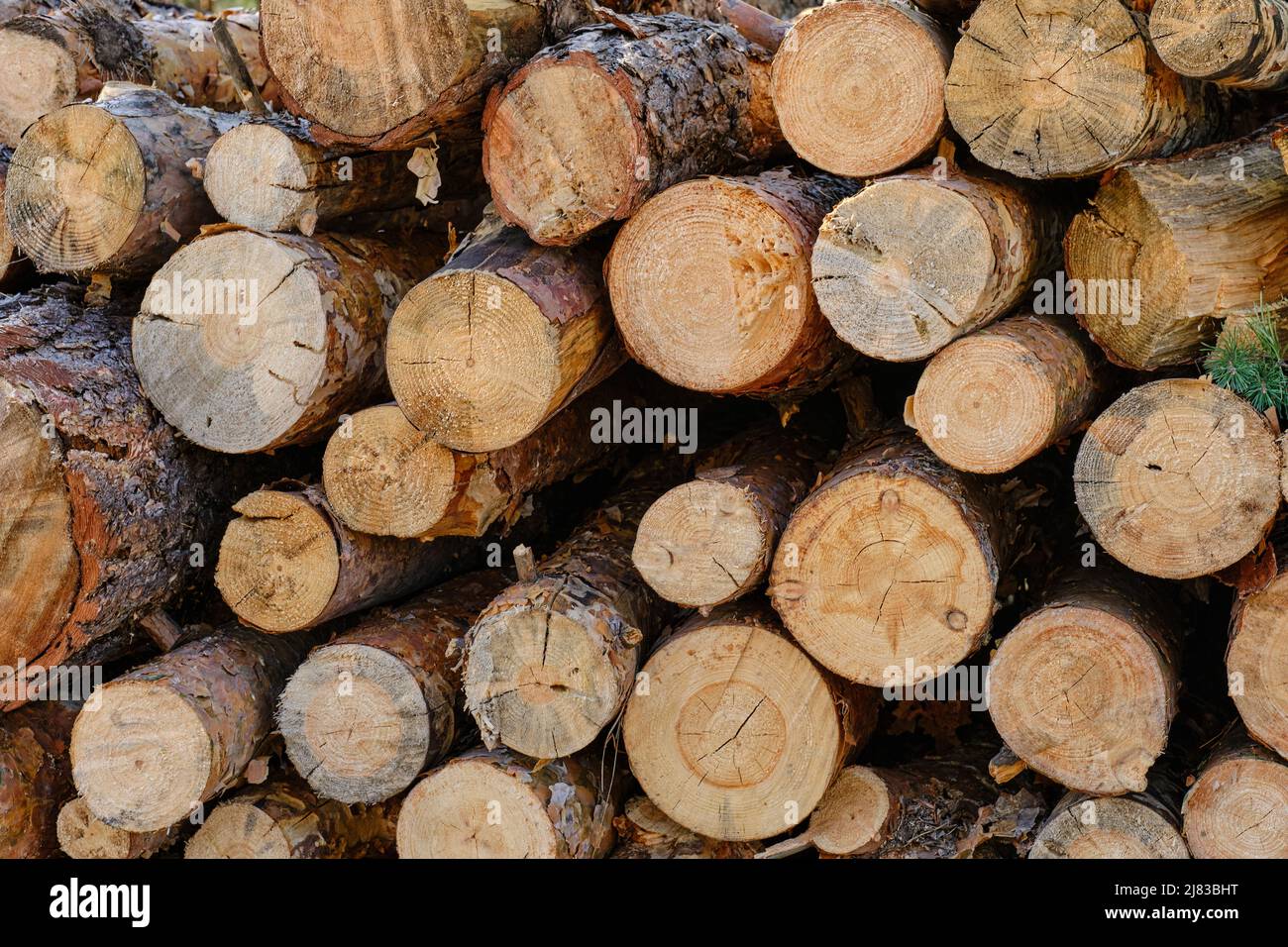 Hintergrund, gesägte Kiefern, Holzernte Stockfoto