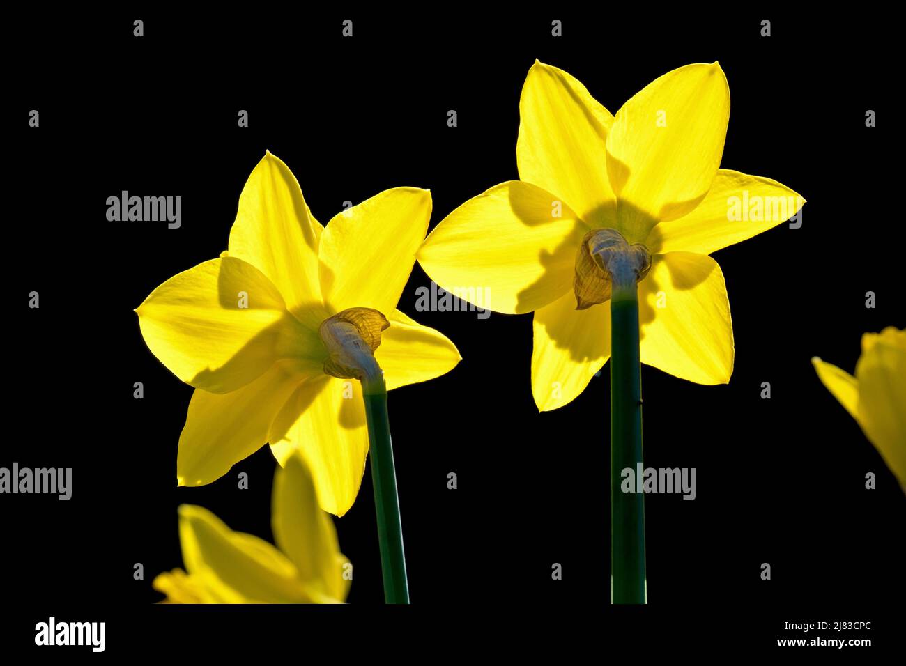 Narzisse, hinten beleuchtet aus der Nähe von zwei Pflanzen in voller Blüte, die auf der sonnenbeleuchteten Seite eines flachen Tals wachsen, vor dunklem Hintergrund geschossen. Stockfoto