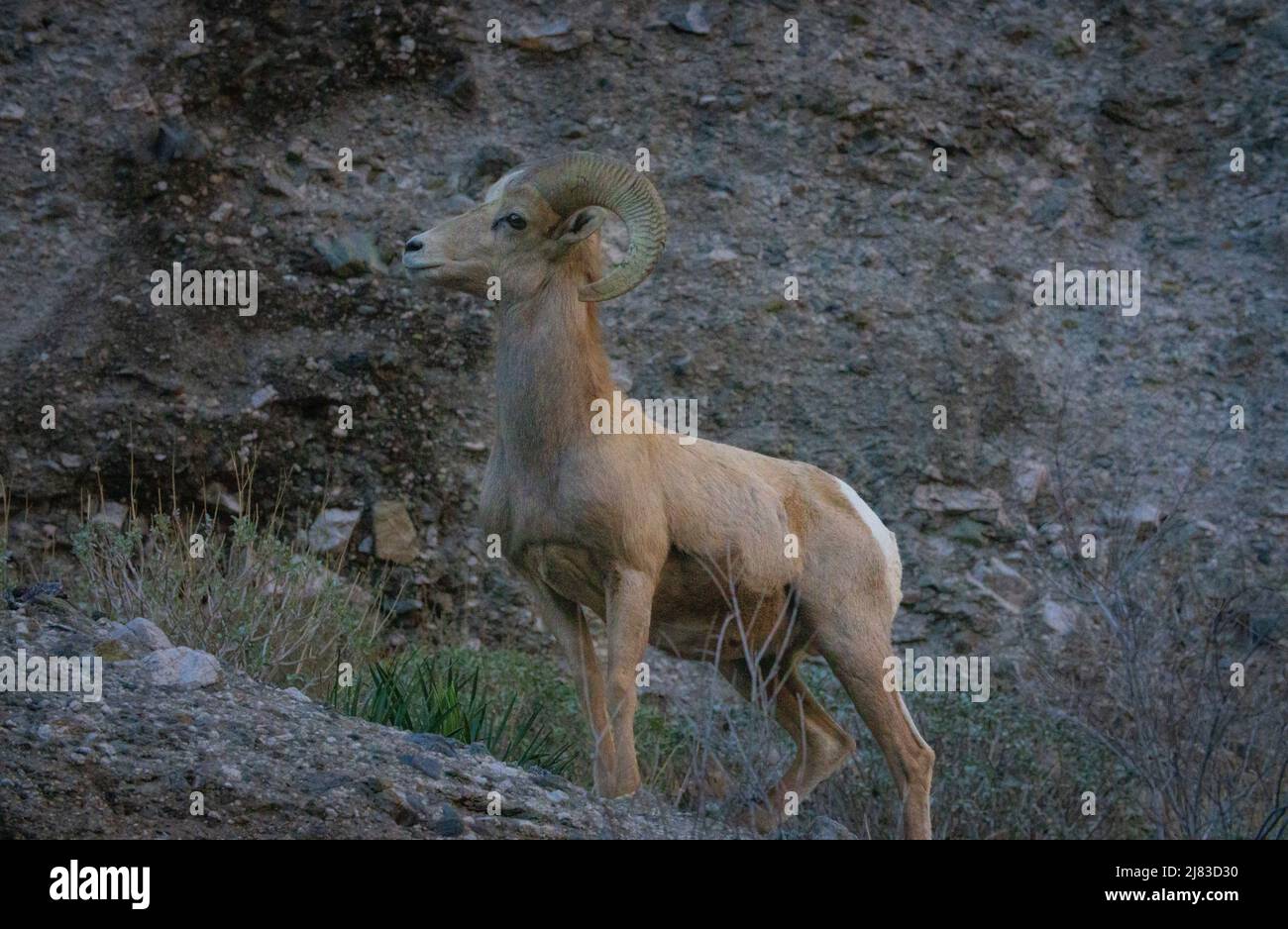 Ein junges männliches Dickhornschafe behütet im Winter die hohe Wüste am Sand to Snow National Monument in der Nähe von Palm Springs, Kalifornien. Stockfoto