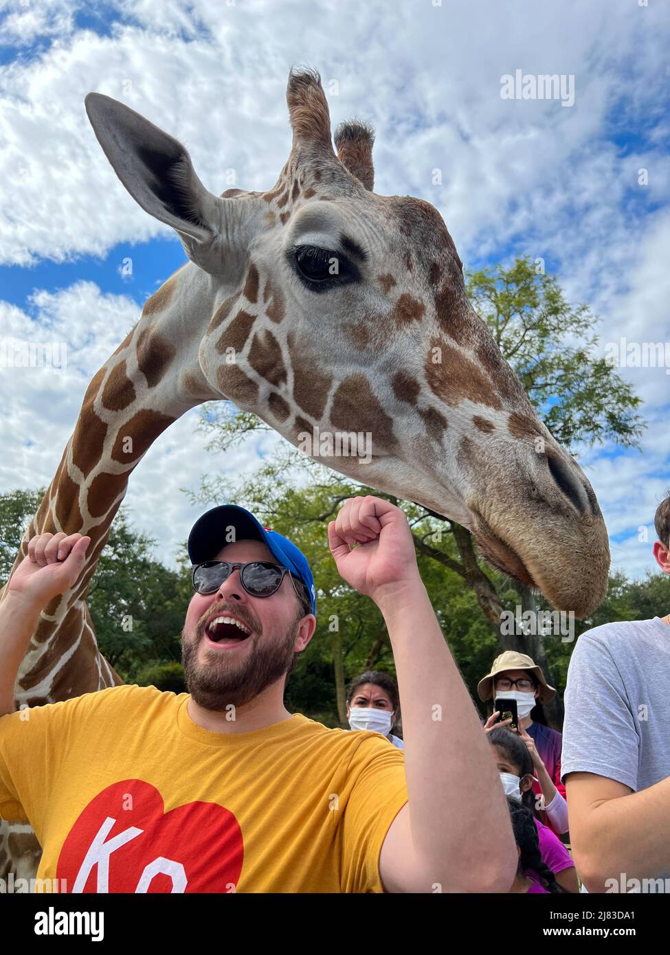 Tampa, FL USA - 11. November 2021: Eine Nahaufnahme einer Giraffe in einem Zoo, die darauf wartet, dass Besucher Salat füttern. Stockfoto